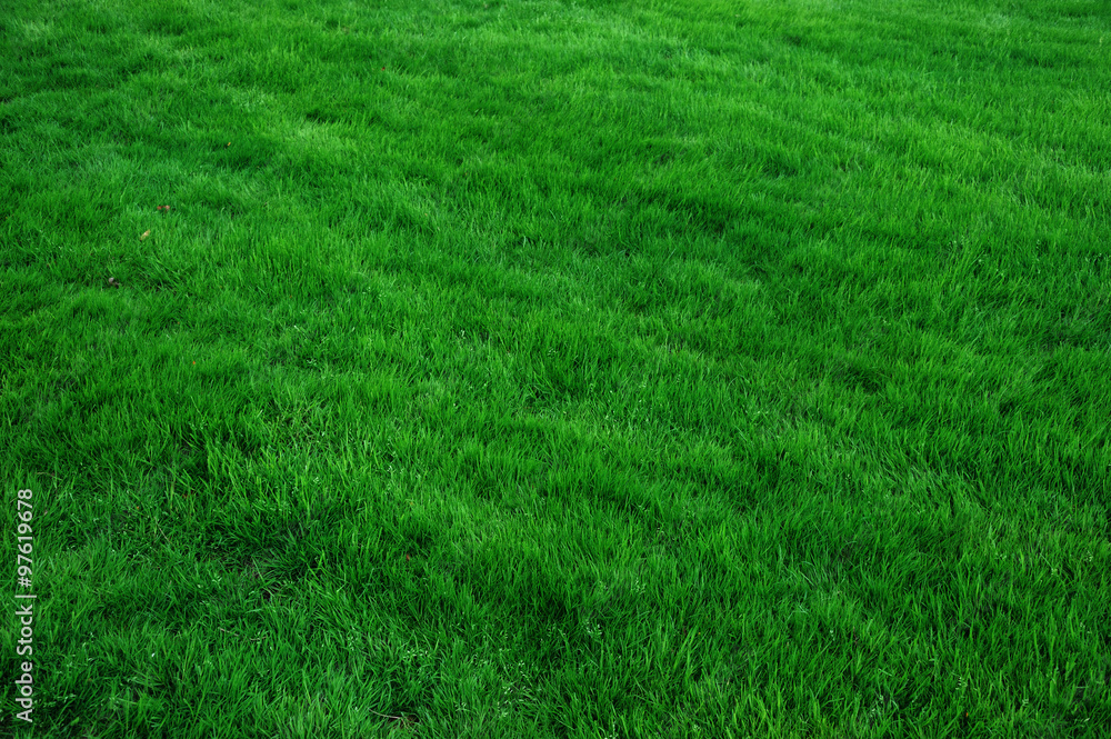 green grass background green grass background