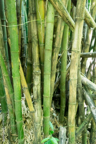 Close-up of bamboo trees growing in forest  Trinidad  Trinidad and Tobago