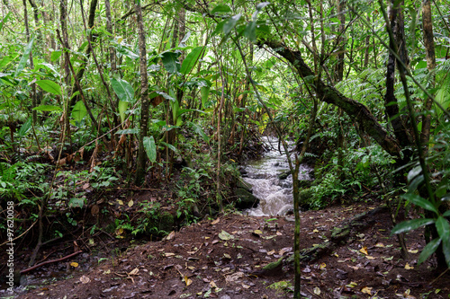 Stream flowing through forest, Costa Rica