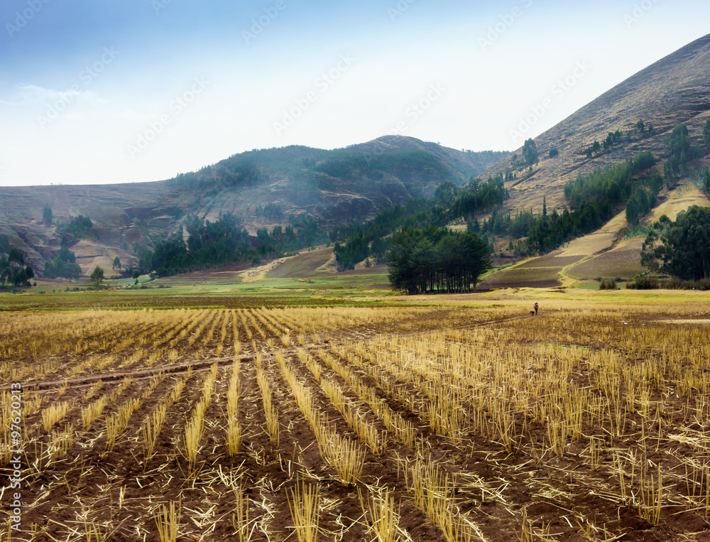 Stubbles in harvested field with mountain range in background, Cusco, Peru