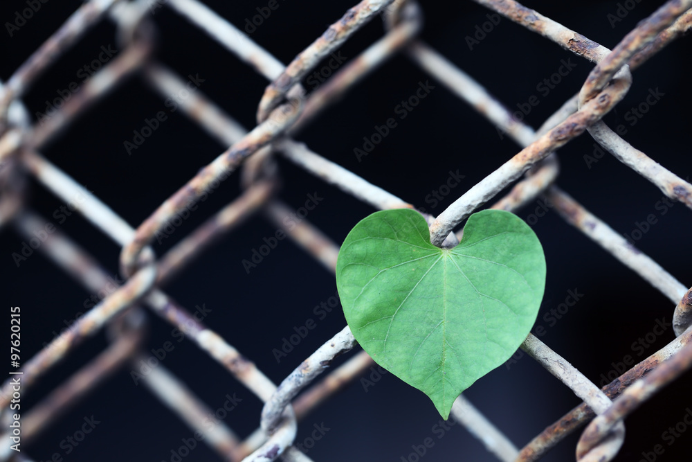 heart shape leaf on rusty fence heart shape leaf on rusty fence