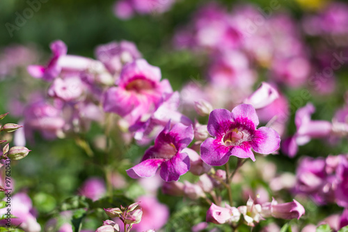 Pink Trumpet Vine or Pododranea Ricasoliana