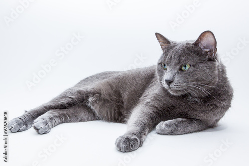 Domestic Cat on Bright Background