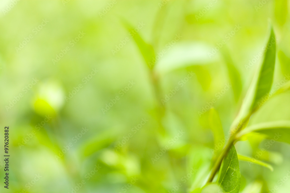 Close-up of green plant leaves