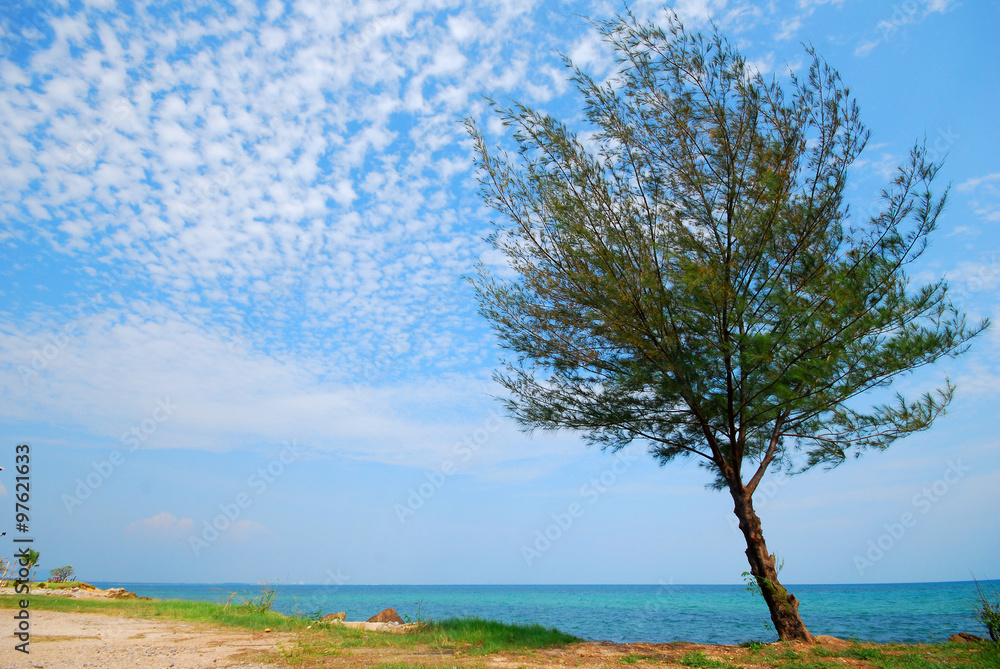 Tree beside the sea, sight seeing