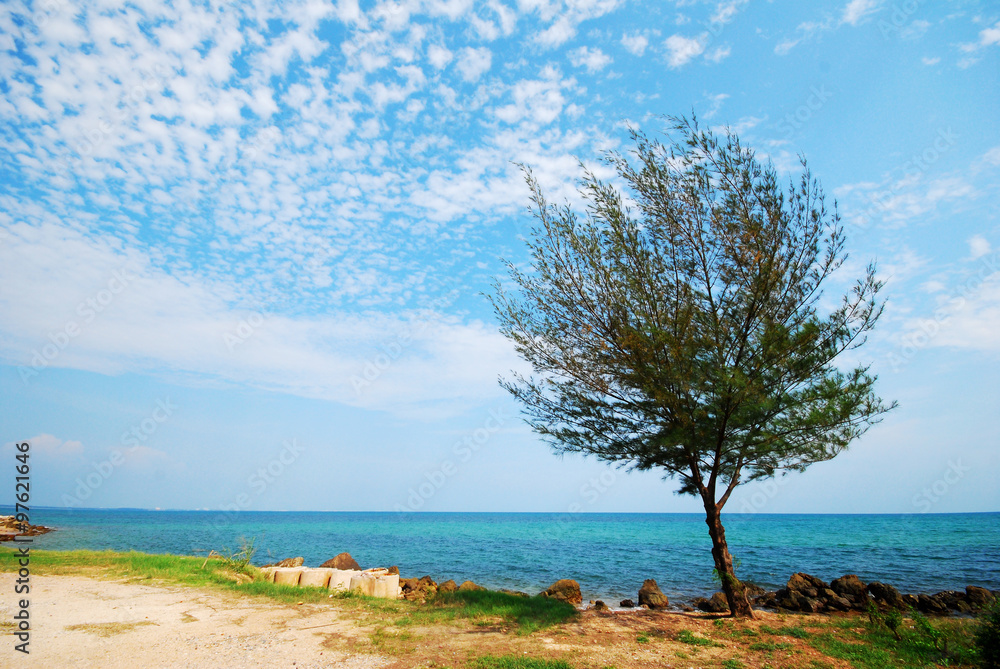 Tree beside the sea, sight seeing