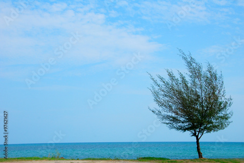 Tree beside the sea  sight seeing