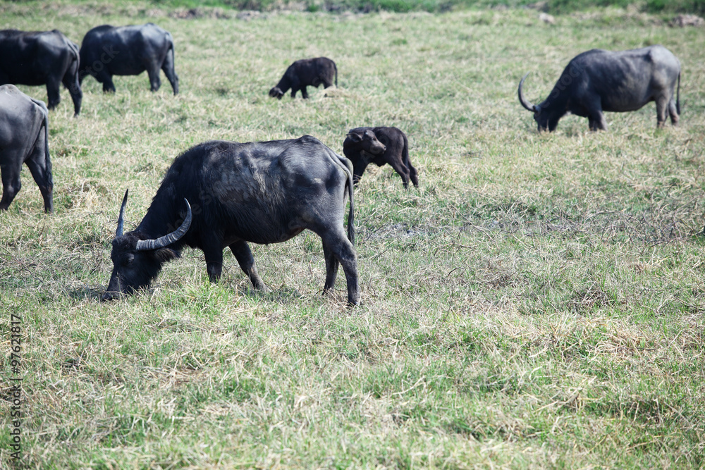 water buffalo eating grass water buffalo eating grass