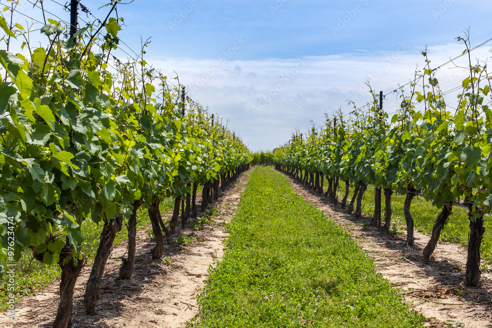 Diminishing view of vineyard