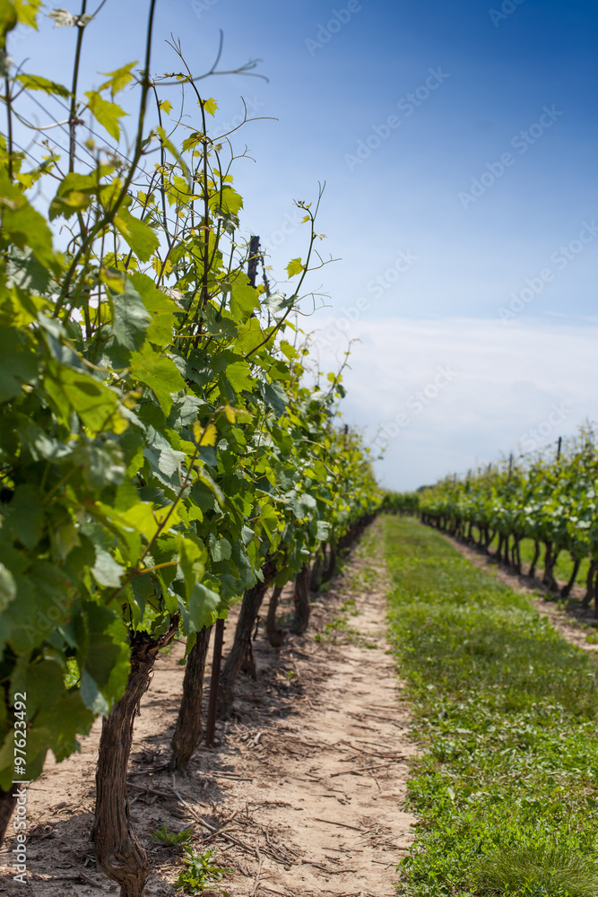 Diminishing view of vineyard