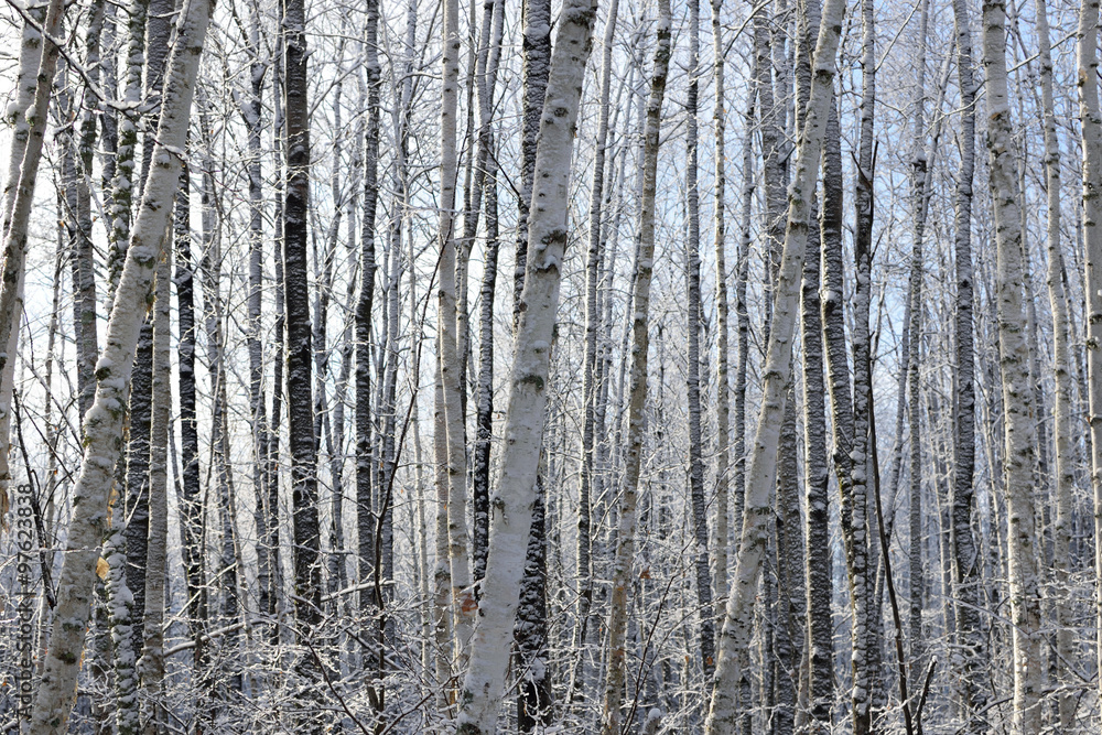 Aspen (Populus tremuloides) and Birch (Betula papyrifera) in Winter