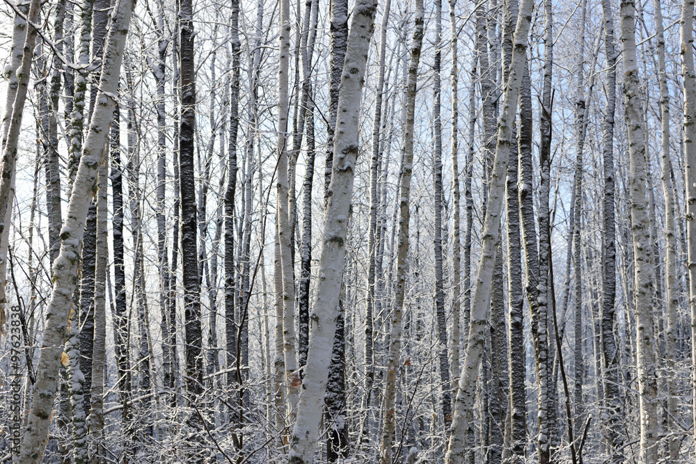 Aspen (Populus tremuloides) and Birch (Betula papyrifera) in Winter Aspen (Populus tremuloides) and Birch (Betula papyrifera) in Winter