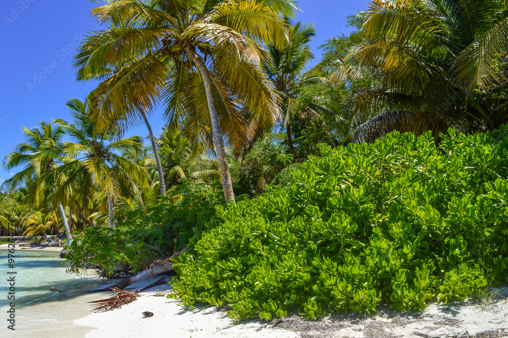 Palm Tree on Exotic Beach at Tropical Island