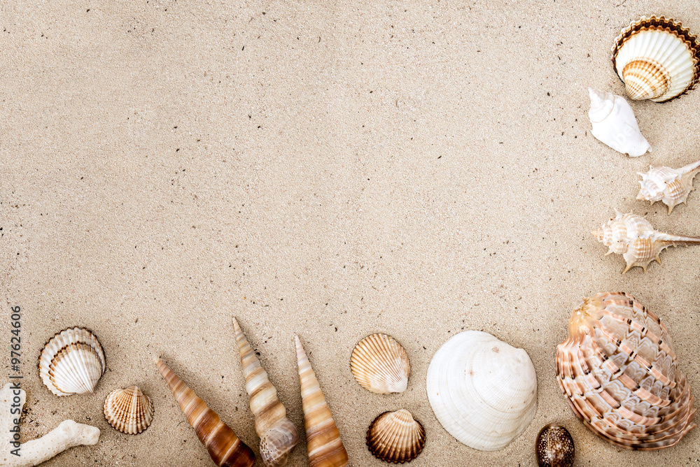 Sea shells on sand. Summer beach background. Top view