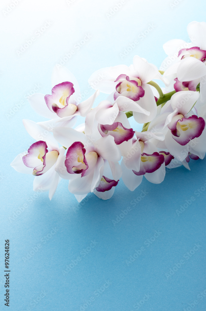 シンビジューム