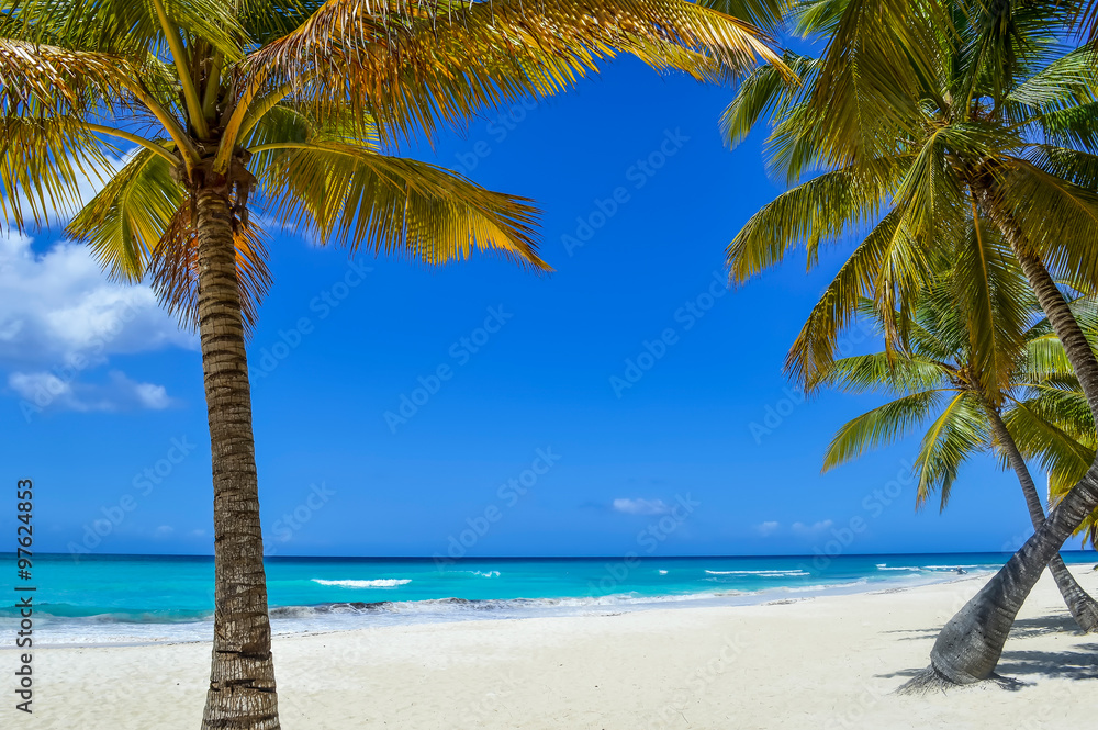 Palm Tree on Exotic Beach at Tropical Island
