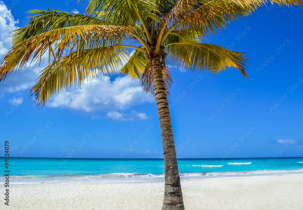 Palm Tree on Exotic Beach at Tropical Island