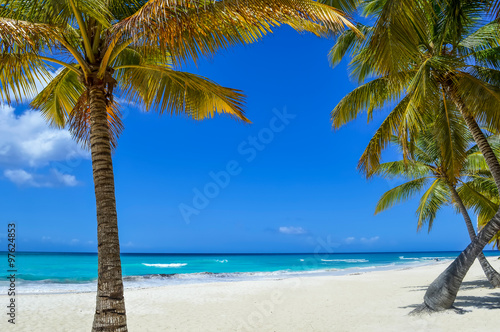 Palm Tree on Exotic Beach at Tropical Island © bobiphil