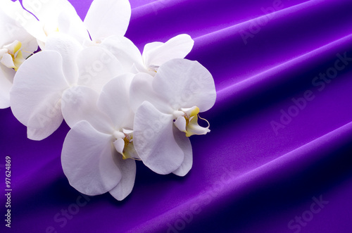 Fototapeta Naklejka Na Ścianę i Meble -  胡蝶蘭