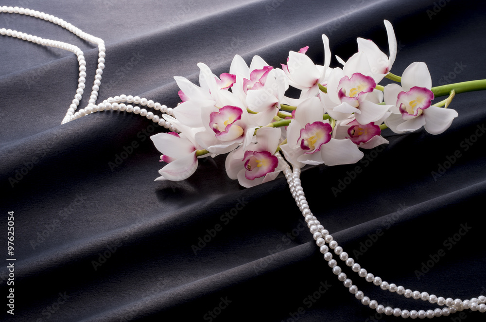 Fototapeta premium シンビジューム