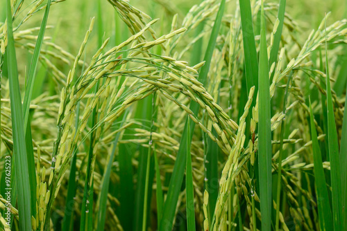 Close up of green rice paddy in rice field.