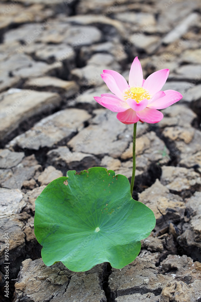 Fototapeta premium lotus flower on dry land