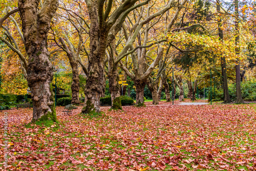Autumn nature picture taken outside in the park Autumn nature picture taken outside in the park