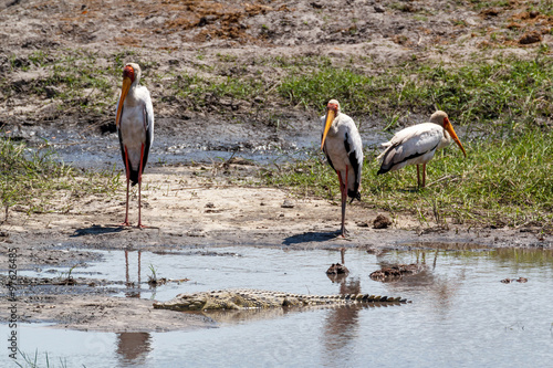 Yellow billed storks and crocodyle in Chobe photo