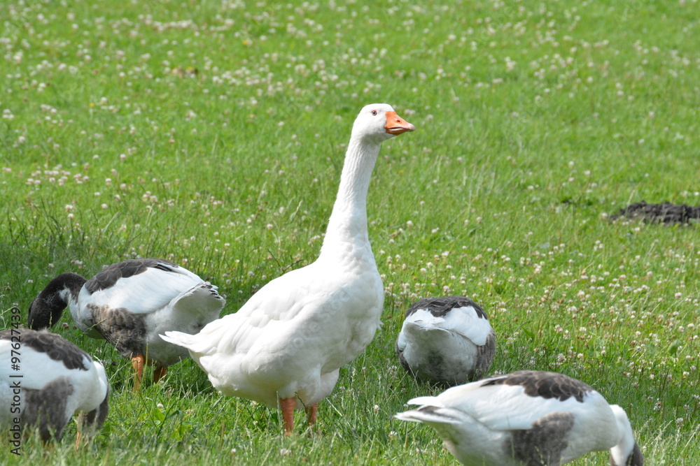 Enten Enten