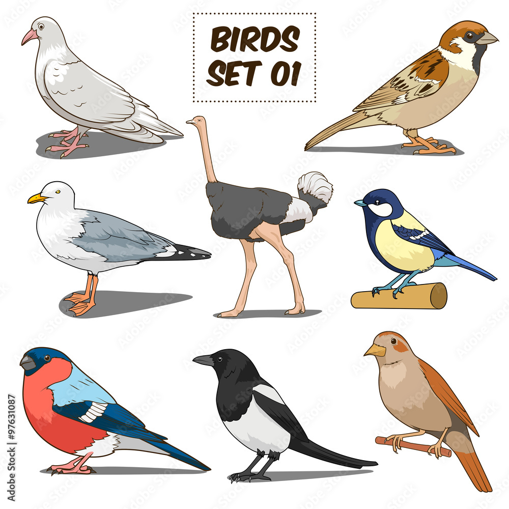 Fototapeta premium Bird set cartoon colorful vector illustration