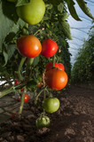 tomatoes 9