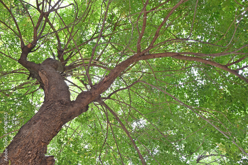 slanted tree under leaf in nature 