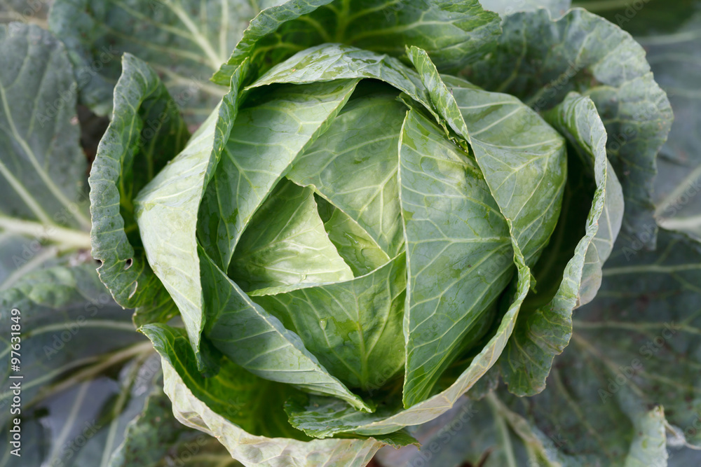 Closeup green cabbages,Organic hydroponic vegetable garden Closeup green cabbages,Organic hydroponic vegetable garden