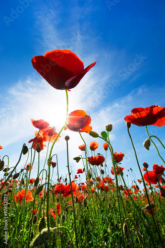 Fototapeta Naklejka Na Ścianę i Meble -  Poppy Flowers