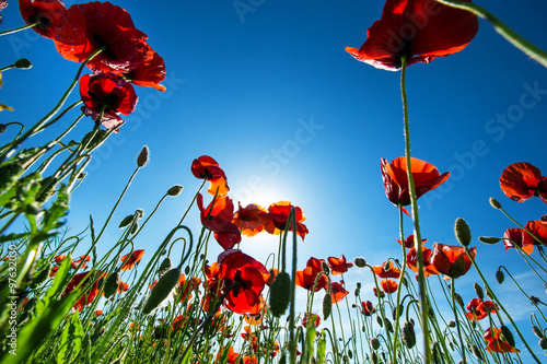 Fototapeta Naklejka Na Ścianę i Meble -  Poppy Flowers