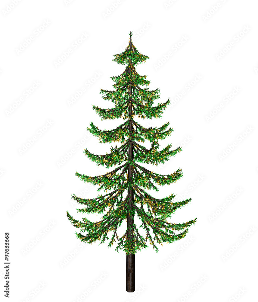 Pine Pine