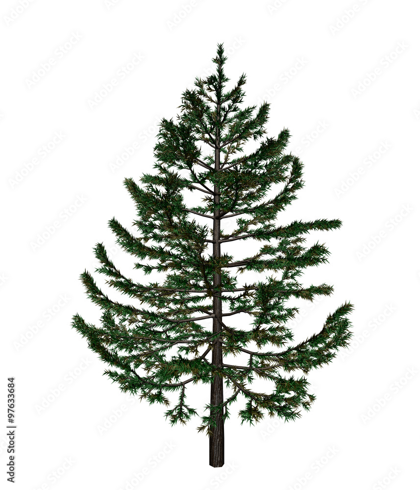 Fototapeta premium Pine