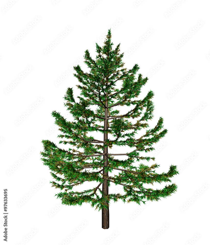 Pine Pine