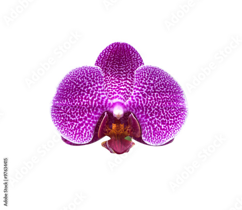 Orchid flowers fresh © scenery1