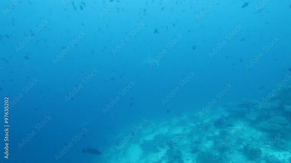 Grey Reef shark (Carcharhinus amblyrhynchos), Maldives islands Grey Reef shark (Carcharhinus amblyrhynchos), Maldives islands