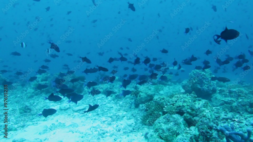 Background with  many Red-toothed Triggerfishes (Odonus niger), Maldives