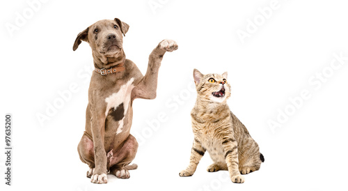 Playful puppy pit bull and funny cat Scottish Straight