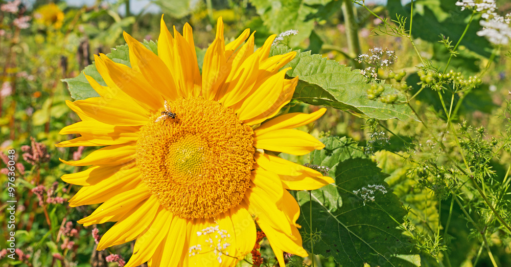 Obraz premium Sunflower in a field in summer