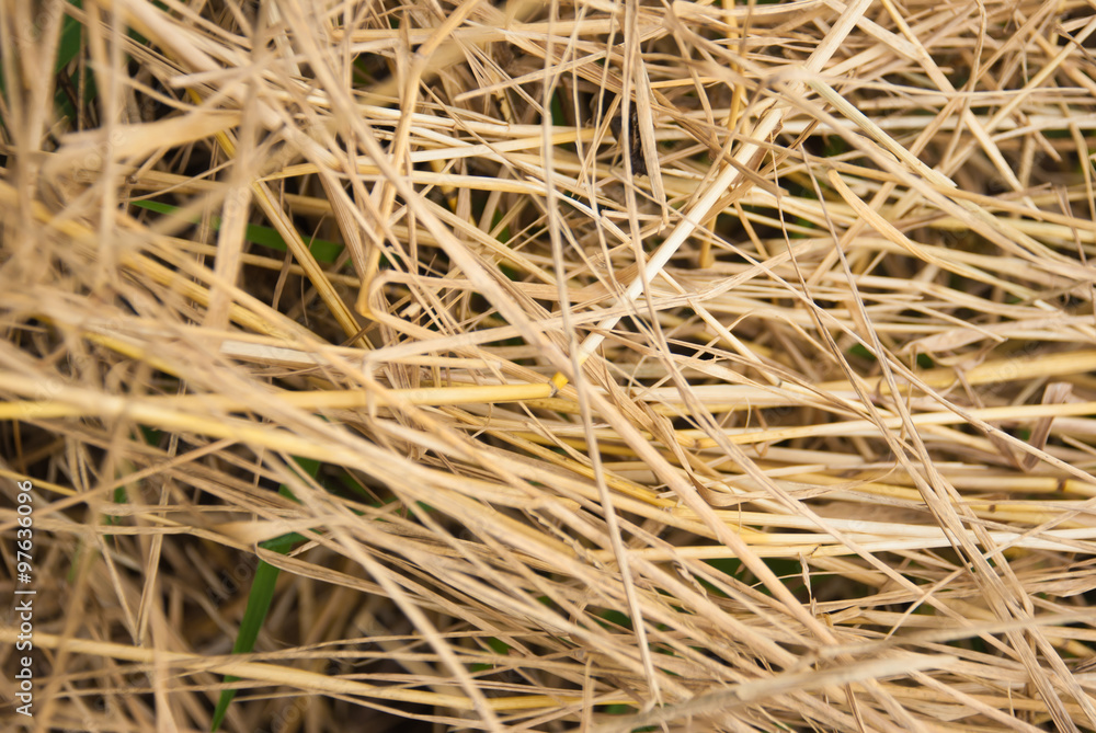 The brown straw texture as background The brown straw texture as background
