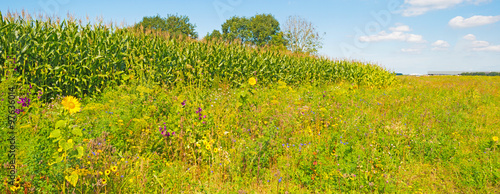 Fototapeta Naklejka Na Ścianę i Meble -  Corn growing in a field in summer