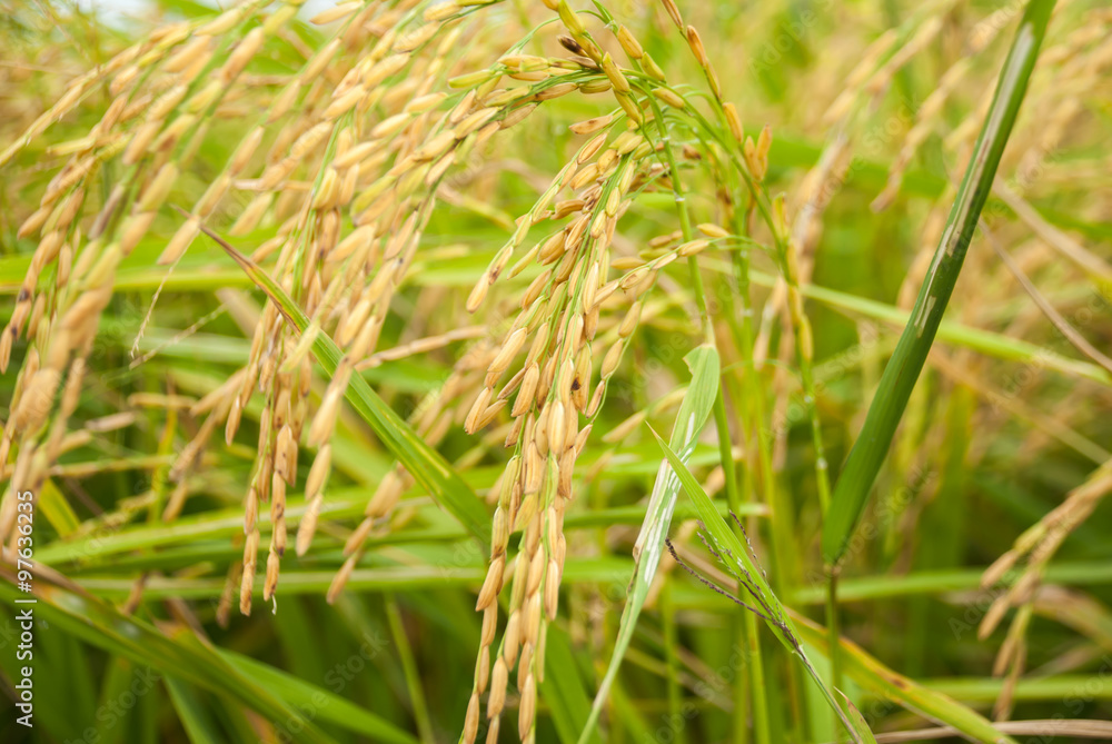 The paddy rice close up and green background The paddy rice close up and green background