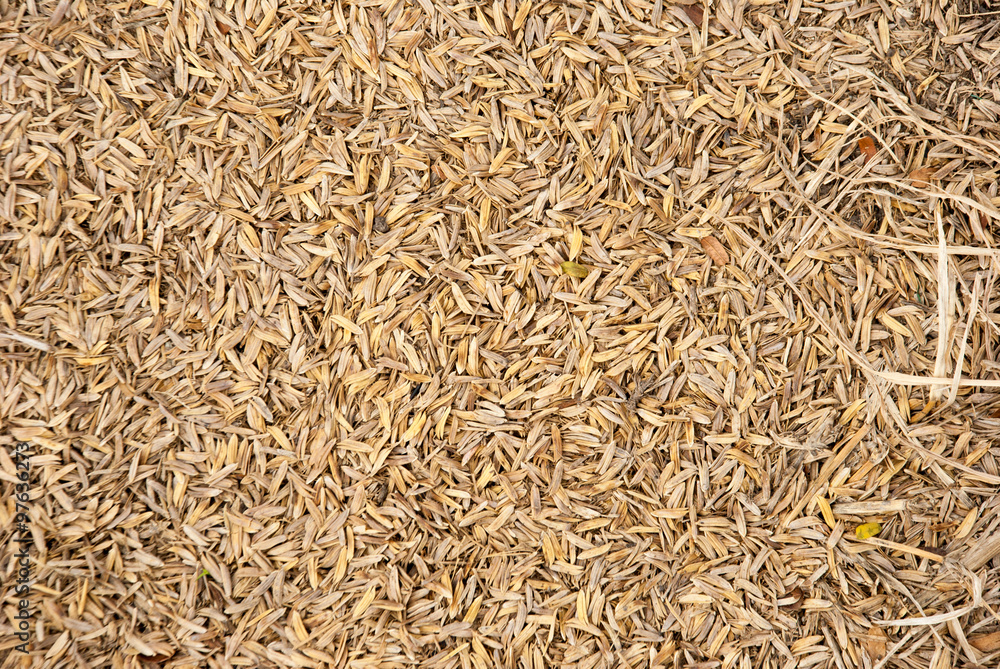 The yellow paddy rice texture as background The yellow paddy rice texture as background