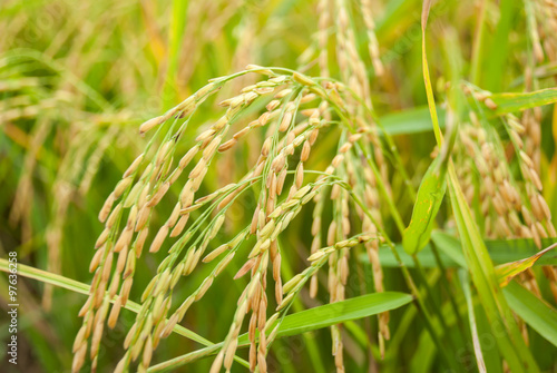 The paddy rice close up and green background #97636258