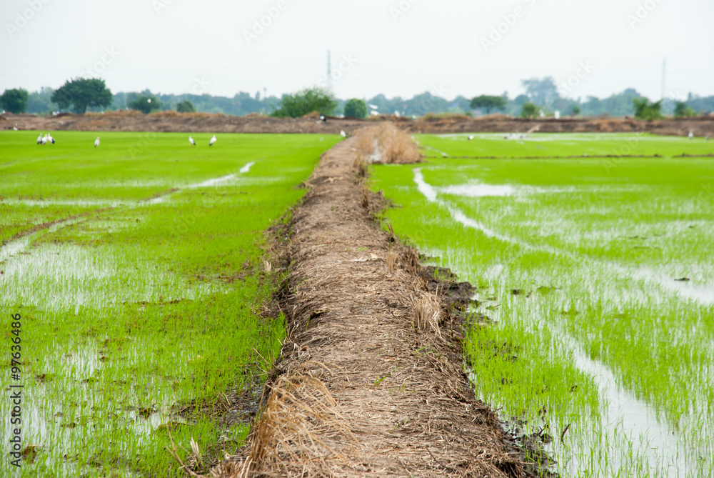 The rice farm and mud field in background