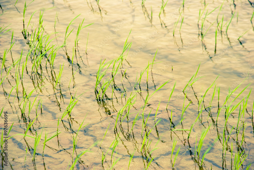 The rice farm and mud field in background The rice farm and mud field in background